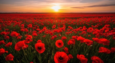 Fototapeta premium Serene Sunset over a Vibrant Poppy Field: Nature's Crimson Canvas at Golden Hour