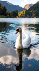 Majestic Swan on Calm Lake