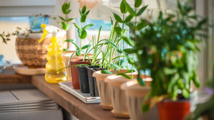 Sunlit windowsill adorned with a variety of potted plants, showcasing vibrant greenery and growth. A yellow spray bottle adds a touch of gardening charm to the serene setting