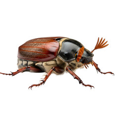 Naklejka premium Exploring the Intricate Details of a Beetle with a Transparent Background