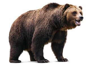 Large Brown Bear Standing in White Background