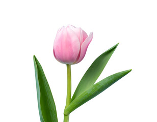 Fototapeta premium Happy Easter, fresh pink tulip stem with green leaves against a light blue background