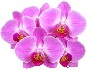 Obraz premium Firefly_Isolated magenta orchid blooms png 4k