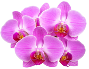 Firefly_Isolated magenta orchid blooms png 4k