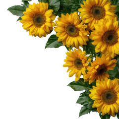 Naklejka premium Group of sunflowers with vibrant yellow petals isolated on transparent background