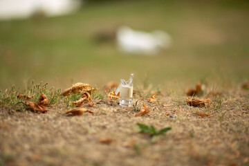 Glass bottle lying on the green grass in the park, showing human negligence and pollution.