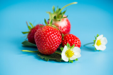 Ripe red strawberries on a blue background from above