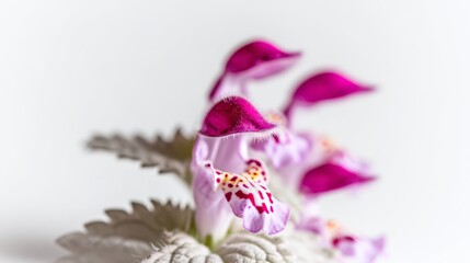 Orchid flower with vibrant purple petals and intricate details showcasing delicate beauty in natural light