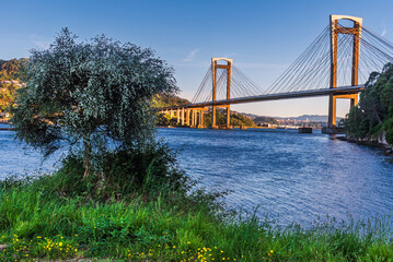 Rande Bridge over the Vigo estuary at dawn, viewed from the riverside with a tree in the foreground, Galicia, Spain