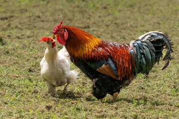 Carolina gamecock in a farm yard