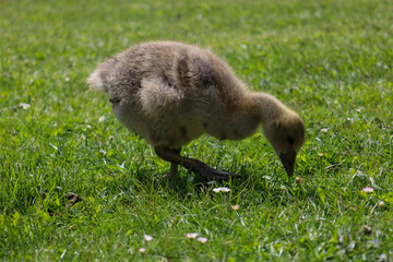 Young wild goose grazing in the meadow