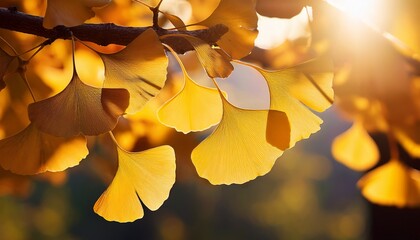a close up of vibrant yellow ginkgo leaves with sunlight shining through