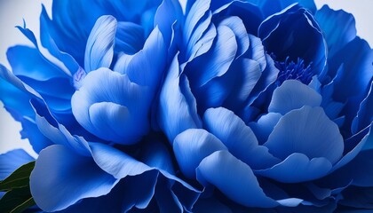 tenebrous blue petals a peony still life