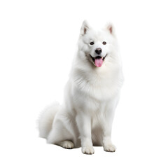 Obraz premium Fluffy White Dog Sitting with Transparent Background, Perfect for Digital Projects