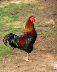 Carolina gamecock in a farm yard