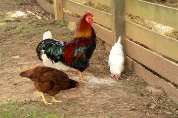 Carolina gamecock in a farm yard