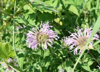 A close view of the purple wildflowers in the field.