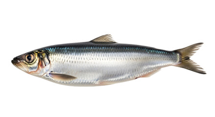 Fototapeta premium Atlantic Herring Fish Isolated on Black Background
