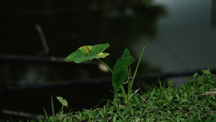 Small green frog perched on a leaf in lush green grass close-up nature photography