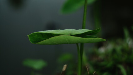 Close-up of lush green leaves reflecting in still water surrounded by verdant foliage