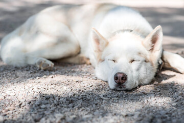 Obraz premium Close-up of a husky dog's head on a blurred background. The dog's fur is white. The dog is sleeping on the ground.