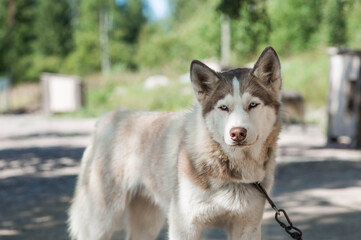 Close-up of a husky dog's head with a blurred background. The dog's fur is gray-brown. The dog is looking directly at the camera.