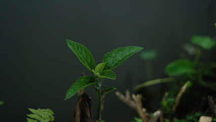 Close-up of vibrant green basil leaves in soft natural light