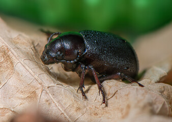 Macro of Scarab Beetle on Dead Leaf
