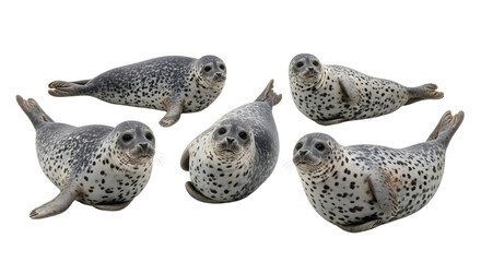 Fototapeta premium Group of Harbor Seals Isolated
