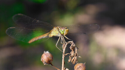 Close-up of dragonfly resting on a twig in nature