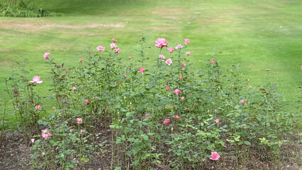 Pink rose bushes blooming in garden on green lawn, natural floral landscape with summer flowers, decorative roses in countryside park, beautiful outdoor nature scene with blossoming plants. High