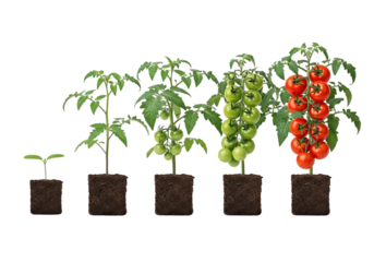 Growth Cycle of Tomato Plant, Isolated on transparent background

