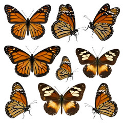 Orange Butterflies with Transparent Background,  Showcasing Wing Patterns and Colors on Black.