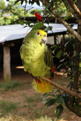 loro