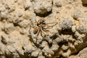 Macro Shot of Jumping Spider on Rock Surface