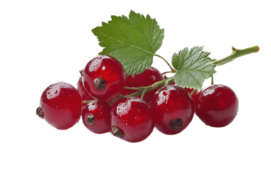 Curran on transparent background, png