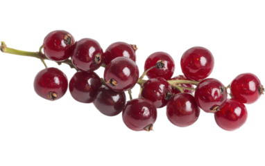 Curran on transparent background, png