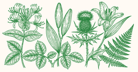 Detailed vintage botanical illustration of various plants, featuring honeysuckle, lily, thistle, rose leaves, and fern foliage.