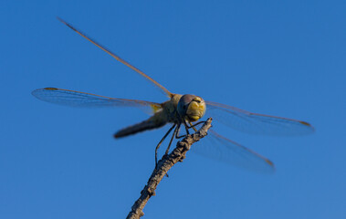 Dragonfly Perched on Branch Under Sky Light