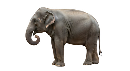 Obraz premium Isolated Asian Elephant Profile