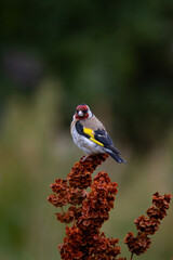 beautiful little bird goldfinch