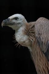 Eurasian Griffon  young bird- Gyps Fulvus