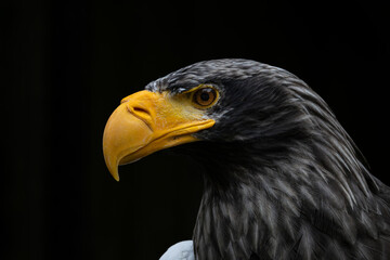 Head of steller's sea eagle