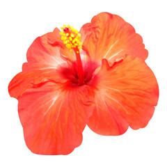 red hibiscus isolated on white background stock photo
