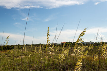 Grass along Tybee Beach, GA on a Beautiful Summer Day