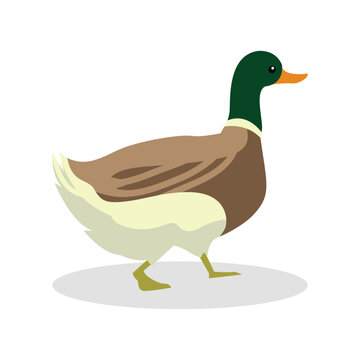 Simple Color Animal Vector Illustration Design