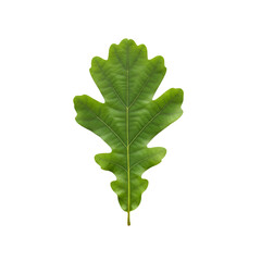 Creating a Transparent Background:  Leaf Image Editing Tutorial with Easy Steps