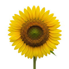 Fototapeta premium Vibrant Sunflower Displays a Transparent Background, Blooming Brightly with Yellow Petals and a Dark Center, Showing Botanical Beauty.