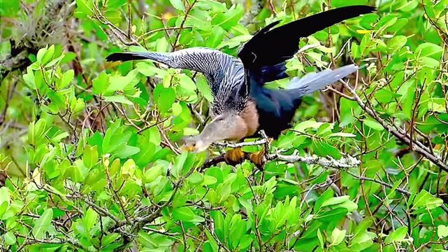 close up of an anhinga bird flying