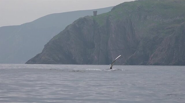 Humpback Whale, Megaptera novaeangliae, flipper flapping in Donegal Bay, Ireland